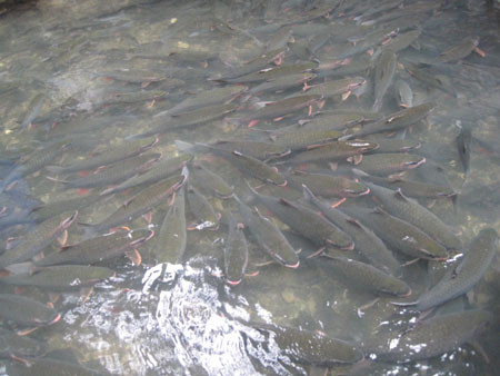 Bơi tung tăng. Bơi tung tăng.