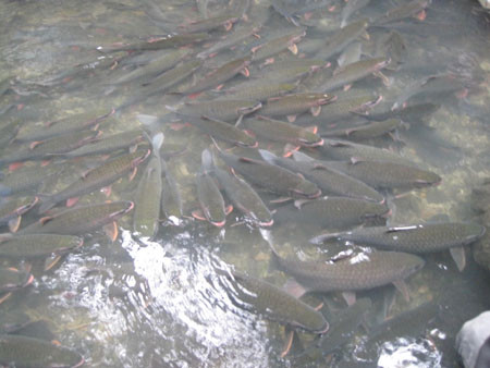 Người dân ở đây cũng tâm niệm rằng, chính những đàn cá "thần" này đã giúp cho họ có cuộc sống an lành, ấm no. Người dân ở đây cũng tâm niệm rằng, chính những đàn cá "thần" này đã giúp cho họ có cuộc sống an lành, ấm no.