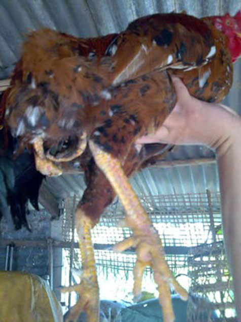 Năm 2009, anh Lữ Văn Hoàng (ngụ 63/3 ấp Dân Thắng 1, xã Tân Thới Nhì, huyện Hóc Môn, TP.HCM) cũng là người sở hữu con gà trống có 4 chân và 2 phao câu. Hàng ngày, nhiều người đã hiếu kỳ kéo đến xem và có người hỏi mua con gà lạ với giá 1 triệu đồng…