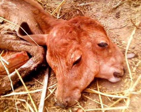 Bê con 2 đầu, 4 mắt và 4 mũi của gia đình anh Đặng Văn Hưng (ở thôn Vạn Định, xã Mỹ Lộc, huyện Phù Mỹ, Bình Định).