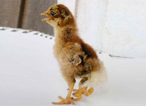 Chú gà con với 4 chân, phao câu mọc ngược trên... lưng của gia đình anh Đỗ Đăng Thành ở thôn Mỹ Phú Bắc, xã Mỹ Lợi, huyện Phù Mỹ (Bình Định).