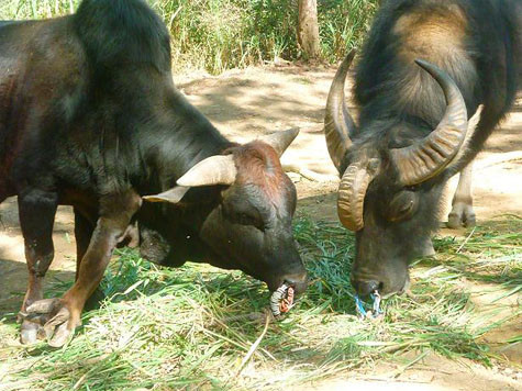 Hai chú trâu 3 sừng, bò 5 chân cùng cỏ với nhau.