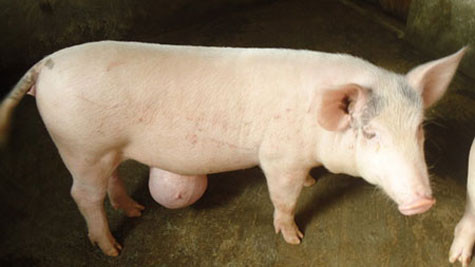 Đầu tháng 8/2010, con heo với cái bóng lạ dưới bụng của gia đình anh Nguyễn Tiến (trú tại thôn 5, xã Tiên Sơn, huyện Tiên Phước, Quảng Nam) đã thu hút rất nhiều người tới xem.