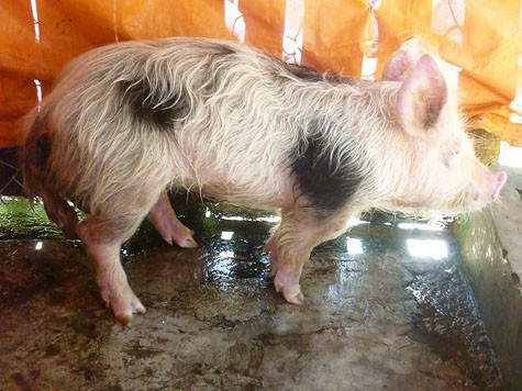 Chú lợn 3 chân được khu du lịch được khu du lịch Thung Lũng Tình Yêu (Đà Lạt) sưu tầm.