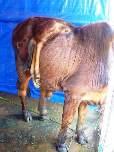 Bò 6 chân, trong đó có 2 chân mọc ở trên hông và 2 cơ quan sinh dục cũng được sưu tầm tại trung tâm du lịch Thung lũng tình yêu (Đà Lạt).