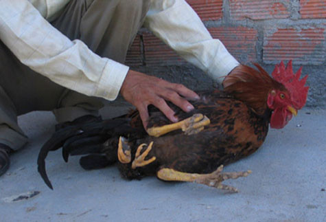 Gia đình ông Huỳnh Văn Thu, xóm 2, thôn Thọ Đông, xã Tịnh Thọ, huyện Sơn Tịnh (Quảng Ngãi) cho biết, trong trại gà của ông xuất hiện một con gà trống đặc biệt, con gà trống này có hai chân trước mọc ở vị trí bình thường, còn hai chân sau mọc ở gần phía hậu môn