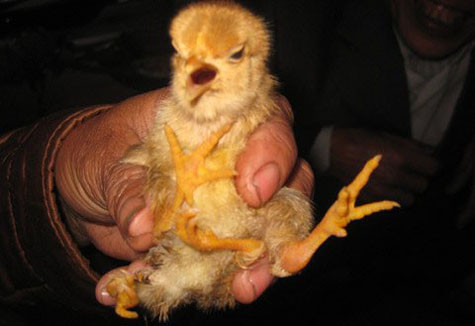 Ngày 23/1, (tức là ngày mồng 1 Tết, Nhâm Thìn), thông tin nhà anh Nam, chị Nghi, trú tại xóm Liên Sơn 2, xã Kim Liên (Nam Đàn, Nghệ An) có sở hữu con gà 4 chân và 2 hậu môn, khiến rất nhiều người dân hiếu kỳ kéo đến xem và chúc mừng năm mới.