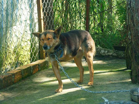 Cùng với đó là chú cho chỉ có 3 chân cũng được trung tâm này sưu tầm.