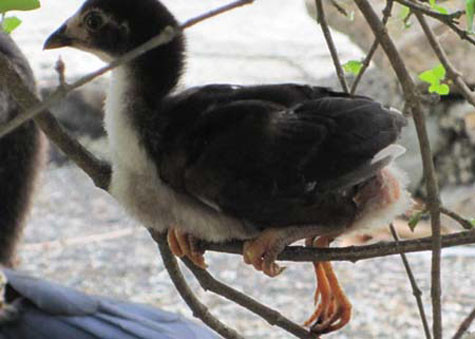 Con gà này có 4 chân nhưng 2 chân dư lại mọc ngược với 2 chân thường, có 2 phao câu của bà Đặng Thị Mai (ngụ xã Núi Tô, Tri Tôn, An Giang)