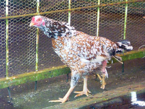 Nàng gà mái có 3 chân tại trung tâm du lịch thung lũng tình yêu (Đà Lạt) sưu tầm.