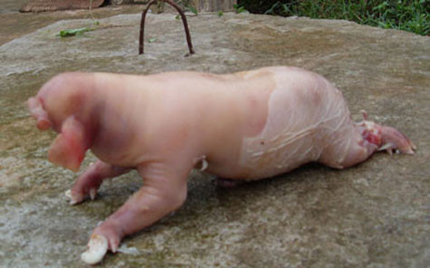 Sáng 11/5/2010 vừa rồi, tại khu trại chăn nuôi lợn của Tiểu Đoàn 2, Lữ Đoàn 16 (xã Quỳnh Châu, huyện Quỳnh Lưu, Nghệ An), một con lợn mẹ sinh được 14 lợn con. Mọi thứ tưởng chừng như bình thường nhưng người ta đã thấy trong 14 chú lợn đó có 1 con rất giống...voi.