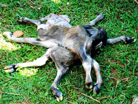 Nghé 8 chân, 4 tai và 2 cái đuôi của gia đình bà Trúc (ở xóm Nước Liếc, thôn Mai Lãnh Hạ, xã Long Mai, huyện Minh Long, Quảng Ngãi)