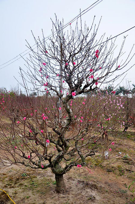 Đào thế "Long giáng" năm nay được nhiều người chọn chơi để cầu mong sự bình an, may mắn