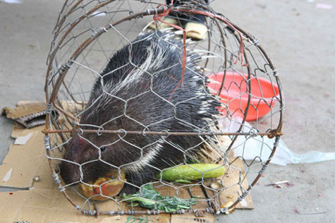 Không ít loại động vật sống như con nhím trong ảnh này cũng được bày bán ngang nhiên ở chùa Hương. Không ít loại động vật sống như con nhím trong ảnh này cũng được bày bán ngang nhiên ở chùa Hương.