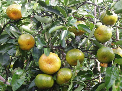 Quýt ngọt Hương Cần (Thừa Thiên Huế) một sản vật quí để dùng dâng lên các vị vua.