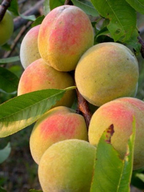 Đào mẫu sơn (Lạng Sơn) từ lâu đã là một loại quả thường xuyên được dâng lên các vị vua.