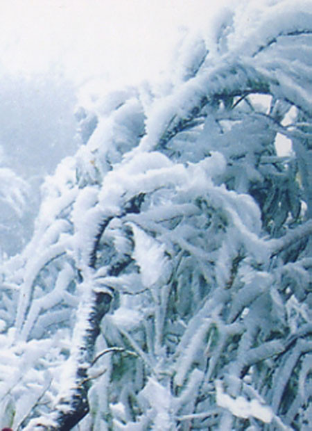 Tuyết rơi đầy trên cành. Tuyết rơi đầy trên cành.