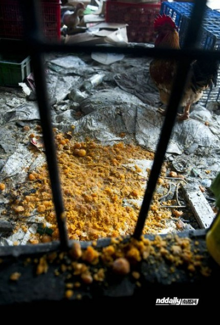 Nơi sản xuất bẩn thỉu, gia cầm vô tư đi bên cạnh những mảng lòng đỏ trứng gà chế biến sẵn đổ lênh láng. Nơi sản xuất bẩn thỉu, gia cầm vô tư đi bên cạnh những mảng lòng đỏ trứng gà chế biến sẵn đổ lênh láng.