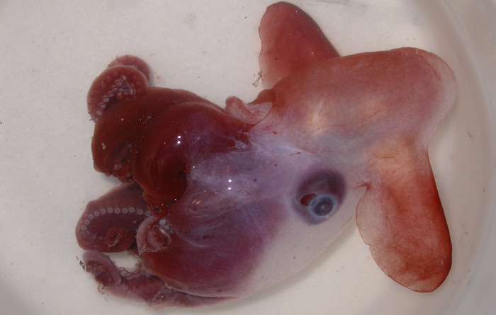 4. Bạch tuộc. Loại bạch tuộc này trông thật kì quái. Chúng sống ở độ sâu sâu nhất so với các loài bạch tuộc khác là 23.000m.Chúng có thể duỗi dài cơ thể đến 2m và đây là loài bạch tuộc lớn nhất thuộc chi Grimpoteuthis nhuyễn thể. 4. Bạch tuộc. Loại bạch tuộc này trông thật kì quái. Chúng sống ở độ sâu sâu nhất so với các loài bạch tuộc khác là 23.000m.Chúng có thể duỗi dài cơ thể đến 2m và đây là loài bạch tuộc lớn nhất thuộc chi Grimpoteuthis nhuyễn thể.