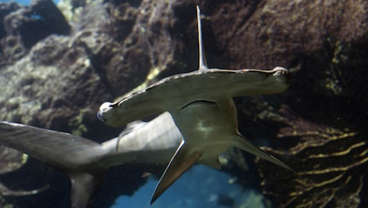 1. Cá mập đầu búa. Loài cá mập này sở hữu cái đầu như cái búa. Cái đầu bè ra kỳ lạ đó có lẽ là một cách thích nghi để giúp chúng dễ phát hiện con mồi hơn: khi chúng bơi các cơ quan cảm giác ở trên đầu được tiếp xúc với lượng nước nhiều hơn 1. Cá mập đầu búa. Loài cá mập này sở hữu cái đầu như cái búa. Cái đầu bè ra kỳ lạ đó có lẽ là một cách thích nghi để giúp chúng dễ phát hiện con mồi hơn: khi chúng bơi các cơ quan cảm giác ở trên đầu được tiếp xúc với lượng nước nhiều hơn