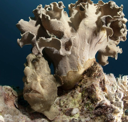 9. Cá ếch.Cá ếch cùng loài với cá ếch vằn có lông nhưng không có cùng một môi trường sống và cũng là loài cá kì quái không kém, được mệnh danh là giống pho tượng đảo Easter 9. Cá ếch.Cá ếch cùng loài với cá ếch vằn có lông nhưng không có cùng một môi trường sống và cũng là loài cá kì quái không kém, được mệnh danh là giống pho tượng đảo Easter