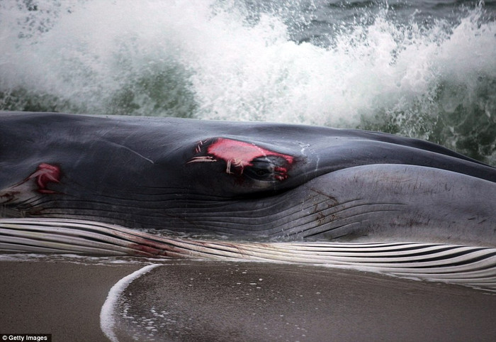 Con cá bị mắc kẹt do thủy triều và bị thương nặng ở xung quanh mắt. Con cá bị mắc kẹt do thủy triều và bị thương nặng ở xung quanh mắt.