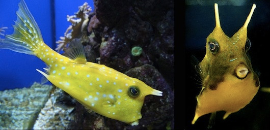 5. Cá nóc hòm.Cá nóc hòm có chiếc bụng tròn xoay, 2 sừng ngắn ở trên mắt và có thể phát triển với chiều dài tối đa là 50cm. Chúng thường dùng mồm thổi cho cát bay đi để có thể nhổ tận gốc thức ăn. 5. Cá nóc hòm.Cá nóc hòm có chiếc bụng tròn xoay, 2 sừng ngắn ở trên mắt và có thể phát triển với chiều dài tối đa là 50cm. Chúng thường dùng mồm thổi cho cát bay đi để có thể nhổ tận gốc thức ăn.