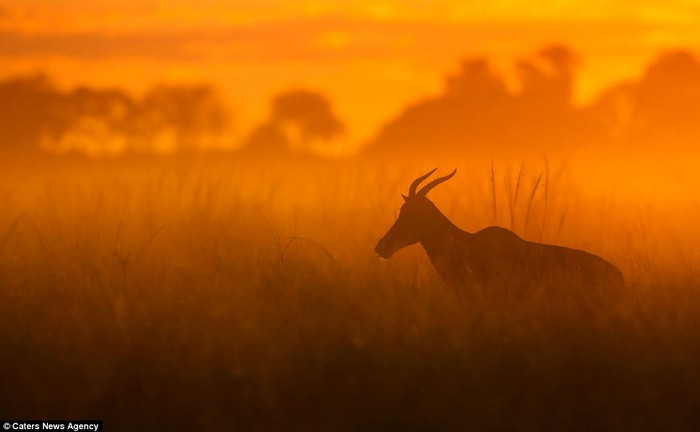 Linh dương Linh dương