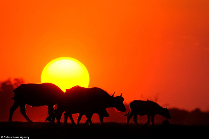 Bộ sưu tập các bức ảnh được chụp tại nhiều công viên quốc gia ở Nam Phi và Botswana, do nhiếp ảnh gia Brendon Cremer, 31 tuổi thực hiện sau nhiều năm ấp ủ ý tưởng Bộ sưu tập các bức ảnh được chụp tại nhiều công viên quốc gia ở Nam Phi và Botswana, do nhiếp ảnh gia Brendon Cremer, 31 tuổi thực hiện sau nhiều năm ấp ủ ý tưởng