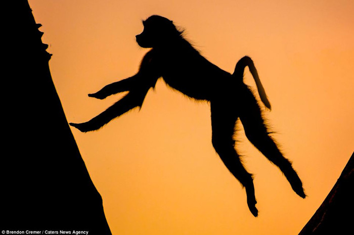 Khỉ đột Khỉ đột