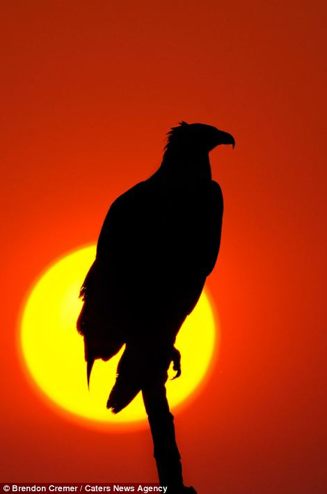 Cảnh bình minh và hoàng hôn châu Phi hiện lên huyền ảo và tuyệt vời nhất qua các bức ảnh Cảnh bình minh và hoàng hôn châu Phi hiện lên huyền ảo và tuyệt vời nhất qua các bức ảnh