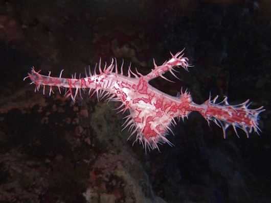 6. Cá chìa vôi ma lộng lẫy.Cá chìa vôi ma (Solenostomus paradoxus) là loài hiếm thấy ở đại dương, dài 12m, có màu sắc sặc sỡ. Loài này thường sống ở những rặng san hô để dễ ngụy trang 6. Cá chìa vôi ma lộng lẫy.Cá chìa vôi ma (Solenostomus paradoxus) là loài hiếm thấy ở đại dương, dài 12m, có màu sắc sặc sỡ. Loài này thường sống ở những rặng san hô để dễ ngụy trang