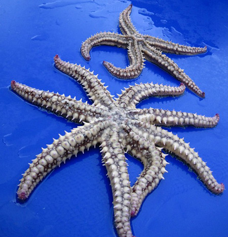 Các nhà khoa học cho biết, sao biển có khả năng tái sinh các chi đứt. Trong nhiều trường hợp hai chi mới xuất hiện để thay thế một chi vừa mất. Vì thế mà người ta từng nhìn thấy sao biển 6 chi. Nhưng sau khi kiểm tra, các chuyên gia khẳng định nó có 8 chi từ khi chào đời.(Ảnh:Internet)