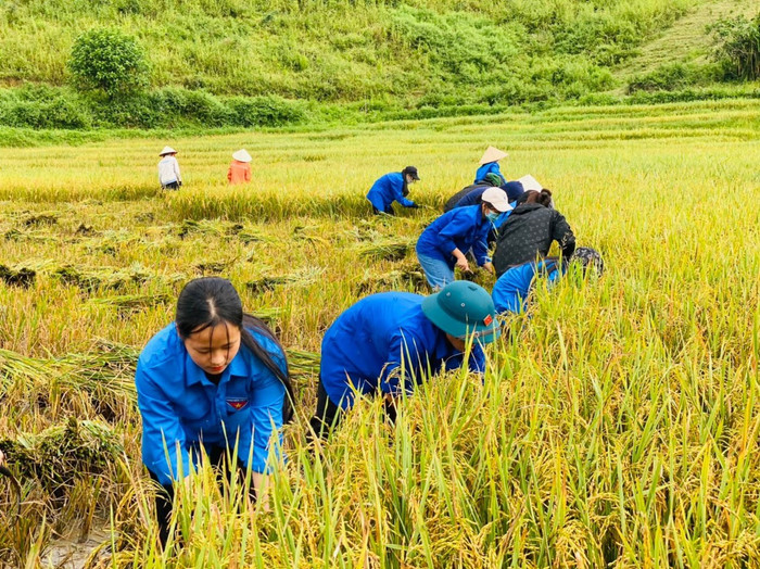 Ngày Chủ nhật tình nguyện Đoàn Thanh niên trường tham gia gặt lúa giúp gia đình có công với cách mạng trên địa bàn thị trấn Mường Chà. Ảnh: Sở GD&ĐT cung cấp. Picture20.jpg