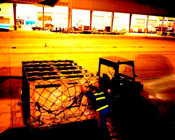 Tại ga hàng hóa, các &quot;cô&quot; bò tiếp tục được xe nâng đưa lên xe ô tô chuẩn bị hành trình về &quot;ngôi nhà mới&quot; là trang trại của Vinamilk.