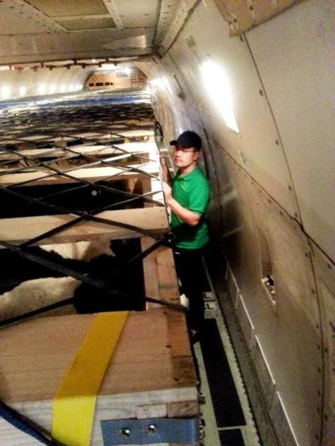 Trong quá trình bay, các thùng gỗ chứa các cô bò được khóa chốt đảm bảo việc cất hạ cánh hoặc tác động bên ngoài không ảnh hưởng đến bò, trong khoang các cô bò còn được điều hòa, quạt gió tạo nhiệt độ, áp xuất ổn định.