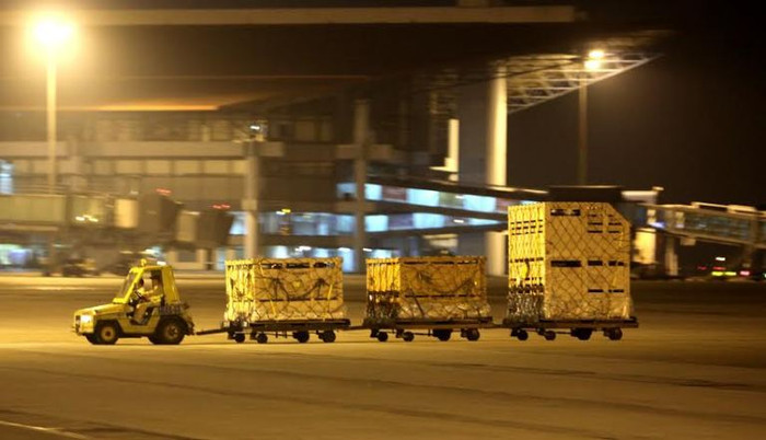 Sau khi hạ cánh, phải chờ khoảng thời gian nửa tiếng để bò thích nghi thời tiết không mệt, sau đó được xe chuyên dụng đưa ra sân trước ga hàng hóa.