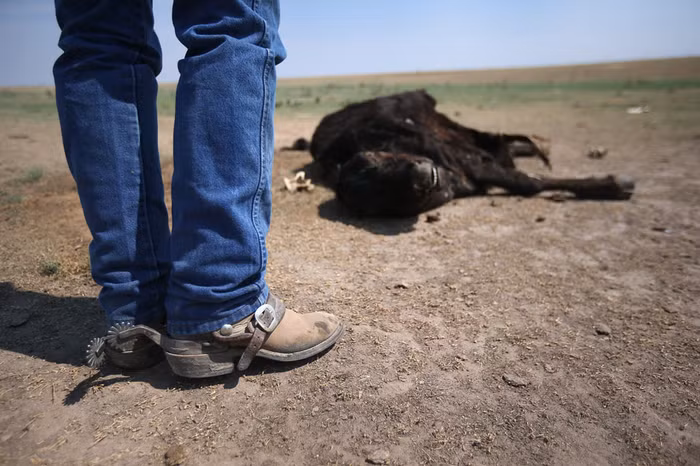 Một con bò chết trên đồng cỏ khô gần Eads, bang Colorado ( 22/8/2012). Nhiều gia súc trong vùng đã bị nhiễm trùng đường hô hấp do nhiệt độ nóng kéo dài trong suốt mùa hè.