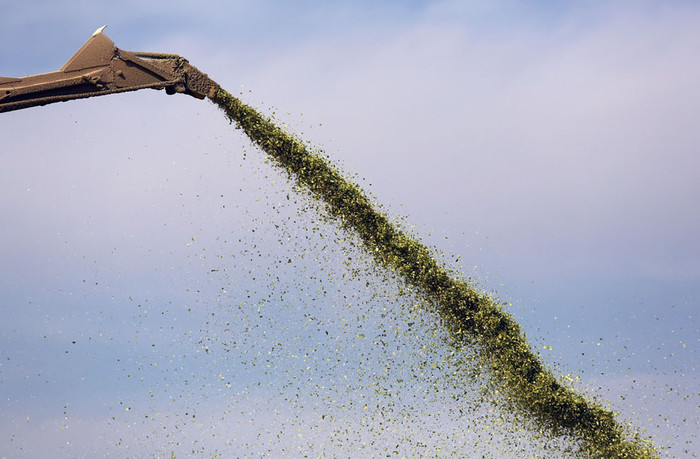 Phần còn lại của cánh đồng ngô bị tàn phá sau đợt hạn hán đang được đưa vào máy cắt nhỏ để bán làm thức ăn cho gia súc ở Wiley, bang Colorado, Mỹ (22/8/2012). Phần còn lại của cánh đồng ngô bị tàn phá sau đợt hạn hán đang được đưa vào máy cắt nhỏ để bán làm thức ăn cho gia súc ở Wiley, bang Colorado, Mỹ (22/8/2012).