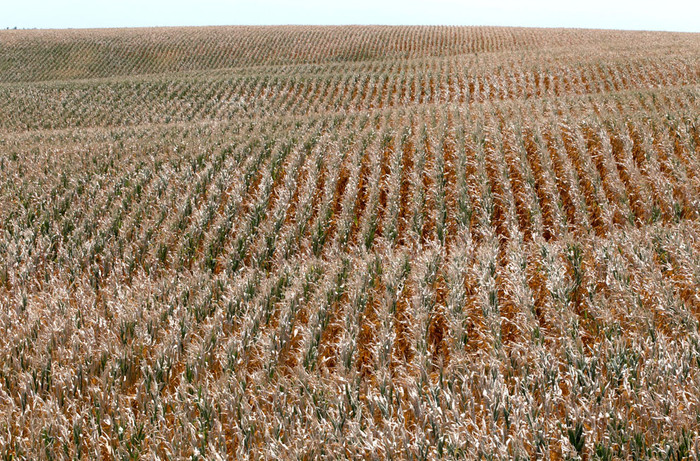 Cánh đồng ngô ngả màu vàng cháy nắng và khô héo tại Blair, bang Nebraska (16/8/2012) Cánh đồng ngô ngả màu vàng cháy nắng và khô héo tại Blair, bang Nebraska (16/8/2012)