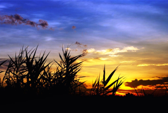 Hoàng hôn nơi hoang dã Hoàng hôn nơi hoang dã