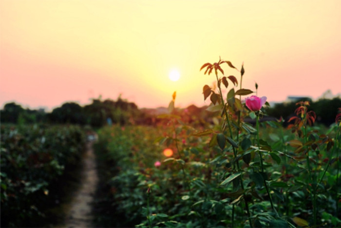 Hoàng hôn bên vườn hồng - Phú Diễn