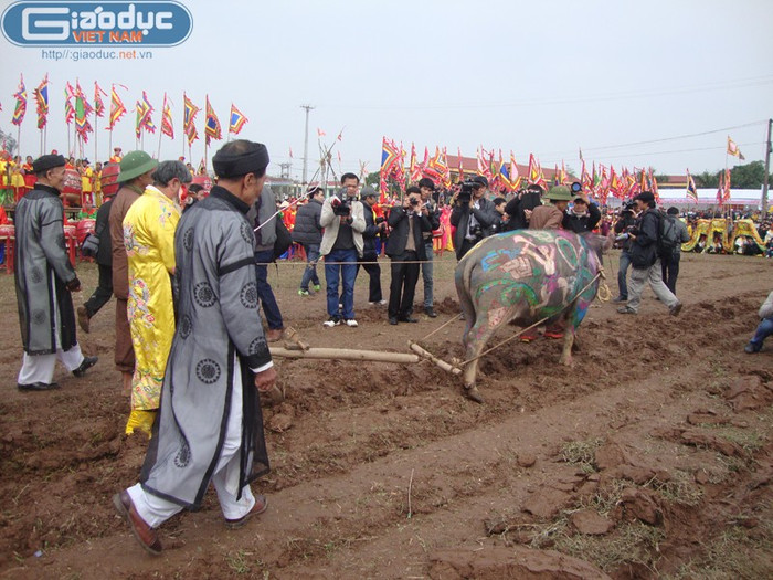 Hình ảnh "vua" đi cày trong lễ hội.