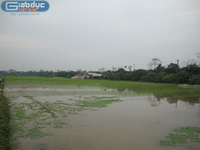 Khu ruộng ngay đằng sau nhà anh Hanh, nguyên nhân dẫn đến mâu thuẫn giữa một số hộ dân với chính quyền.