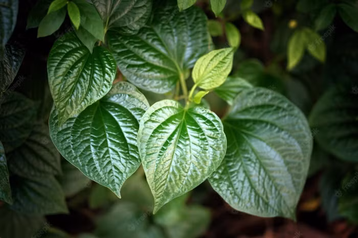 Các loại thảo dược thiên nhiên như lá trầu không đã được y học dân gian tin dùng trong việc khắc phục các vấn đề về da.