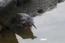 Clip độc: Chim câu cá