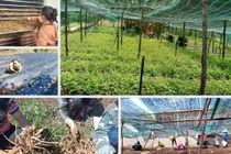 Đồng bào dân tộc thiểu số Xơ Đăng cải thiện đời sống nhờ chuyển từ trồng cây mỳ sang sâm dây