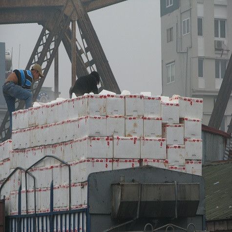 Đá lạnh được chủ lái xe ướp trên những thùng hàng nhằm giữ cho hoa quả tươi lâu. Đá lạnh được chủ lái xe ướp trên những thùng hàng nhằm giữ cho hoa quả tươi lâu.