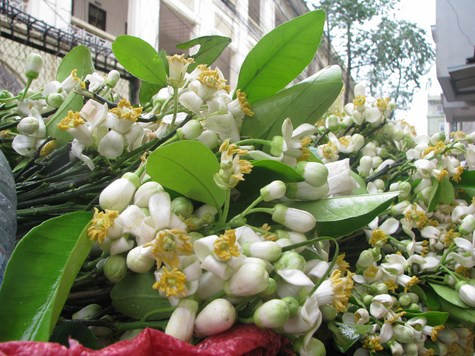 Cận cảnh những chùm hoa bưởi trắng muốt. Cận cảnh những chùm hoa bưởi trắng muốt.