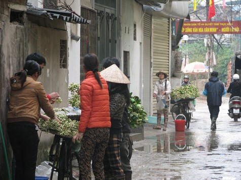 Hoa bưởi được bán ở một ngõ nhỏ thuộc tổ 44 - Tôn Thất Tùng - Đống Đa - Hà Nội. Hoa bưởi được bán ở một ngõ nhỏ thuộc tổ 44 - Tôn Thất Tùng - Đống Đa - Hà Nội.